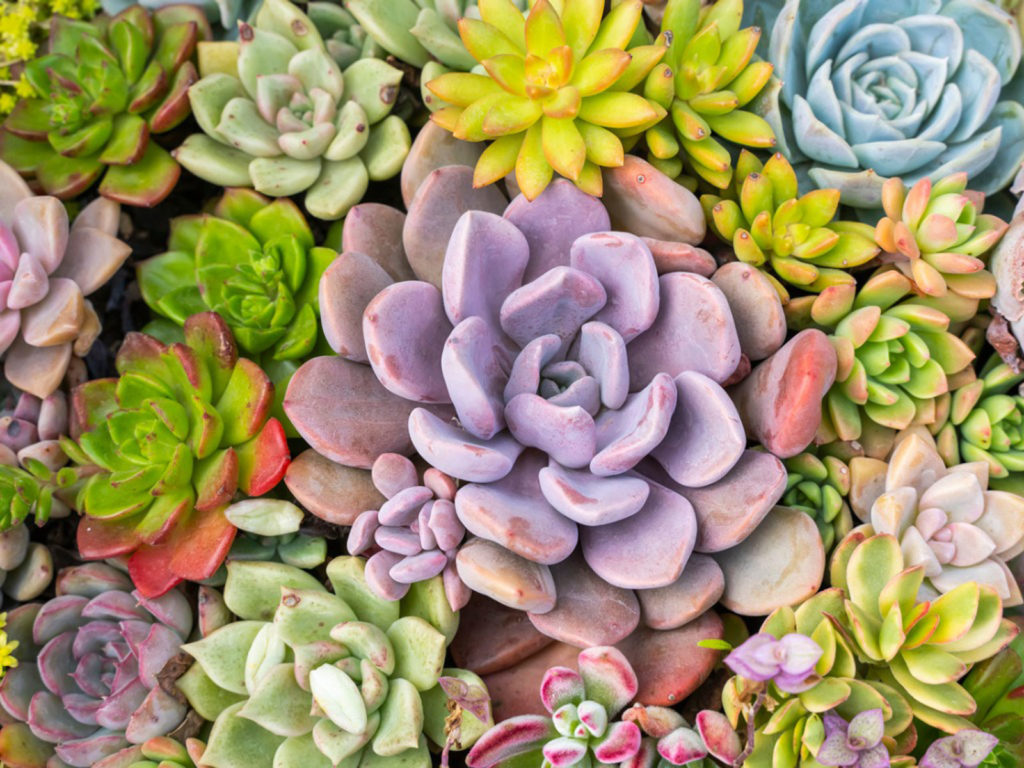 Semis Cactus Mélange Graines Cactus SPERLI Mélange Succulentes - Qualité Supérieure Semis Plantes D'intérieur Graines Bio Sans OGM Semis Cactus Mélange Graines Cactus SPERLI Mélange Succulentes - Qualité Supérieure Semis Plantes D'intérieur Graines Bio Sans OGM