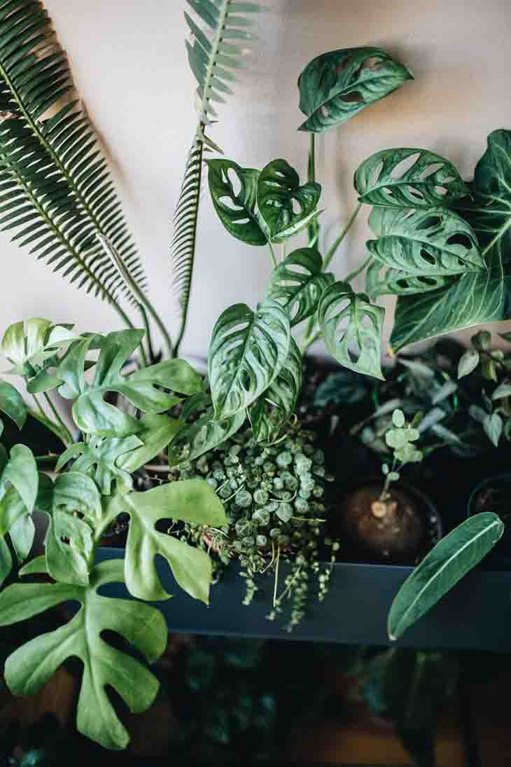 plantas verdes de interior