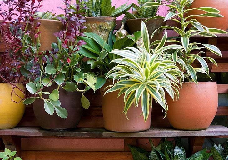 UNDERGREEN - Astuces pour arroser vos plantes pendant les vacances !