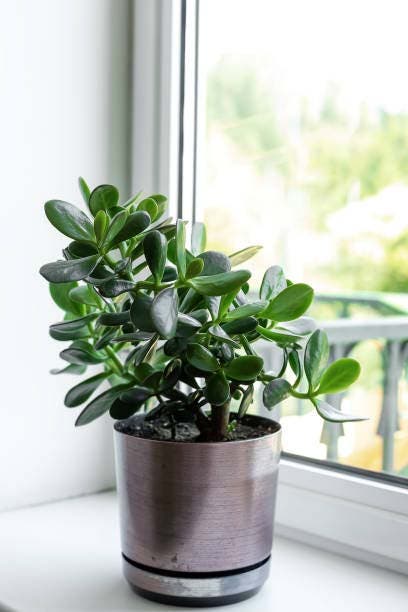 árbol de jade en maceta