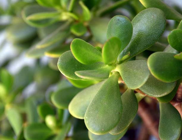 Las hojas del árbol de jade.