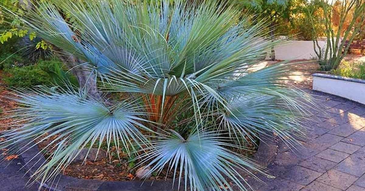 plantez le palmier bleu du Mexique