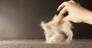 4 astuces efficaces pour éliminer les poils d’animaux de vos vêtements et de toutes les surfaces de la maison