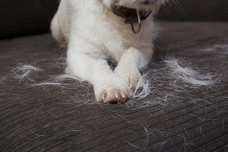 sofá de pelo de gato