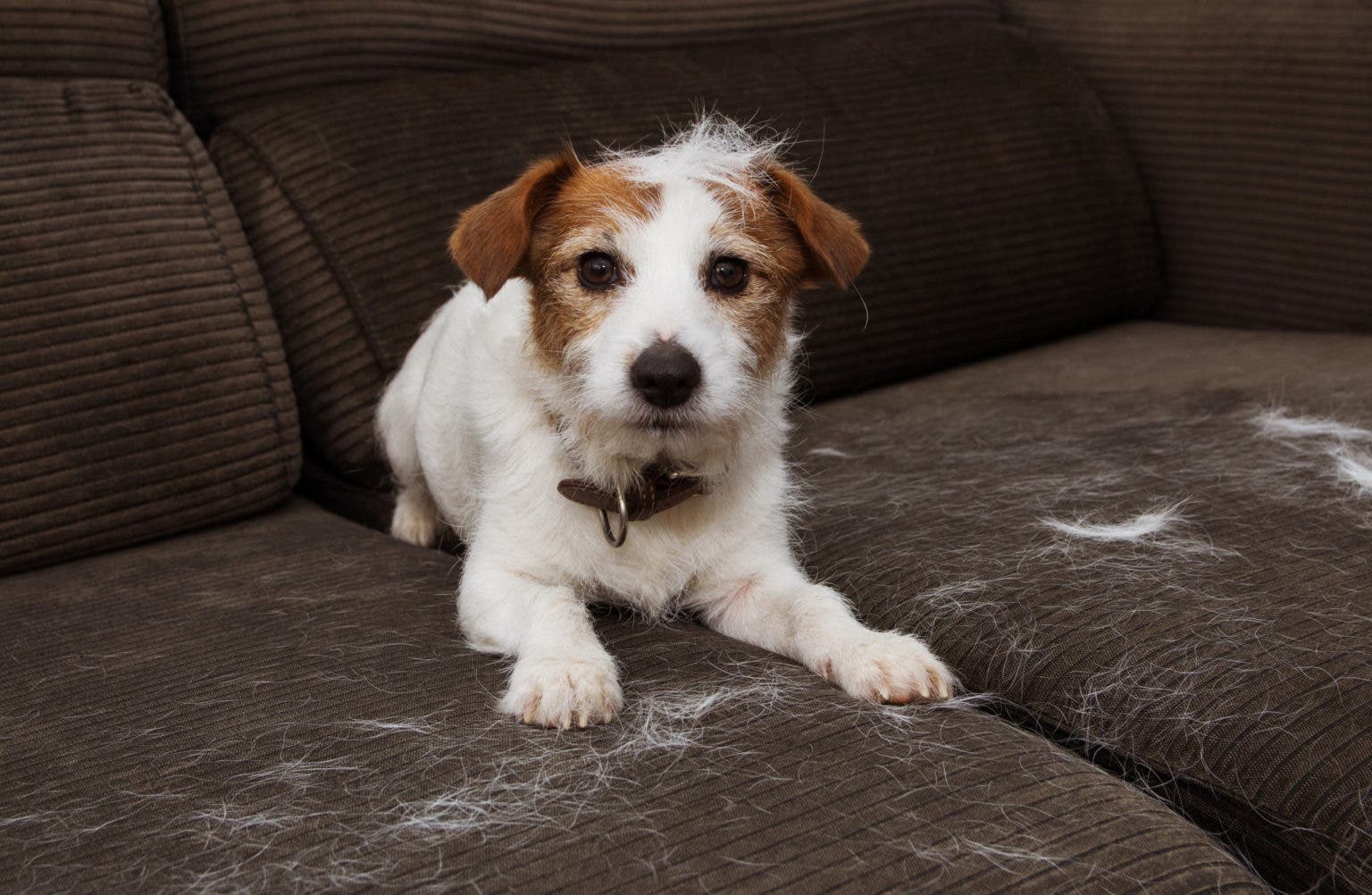 4 astuces efficaces pour enlever les poils d’animaux de vos vêtements et de votre canapé