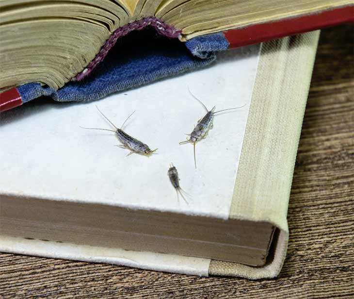 stříbrné rybky-staré knihy