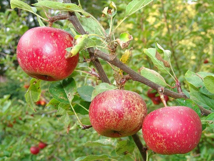 Manzana