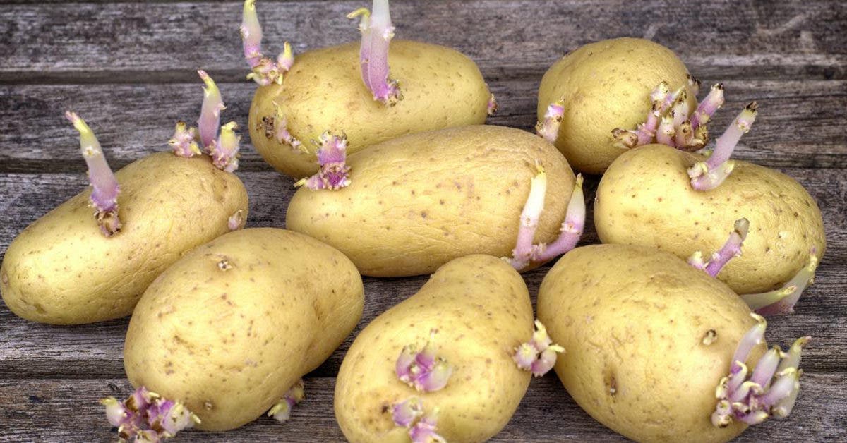 Chaussure des pommes de terre