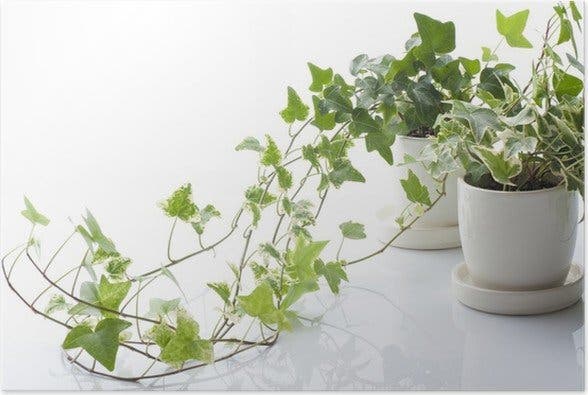 plantes dans votre maison protègent des radiations
