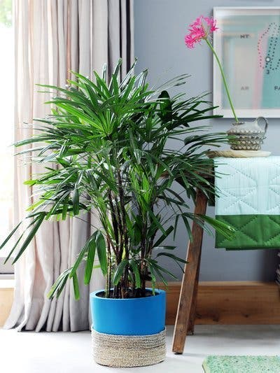 las plantas en tu casa protegen contra la radiación