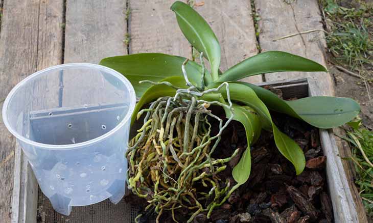 pot en plastique orchidée
