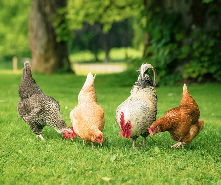 Poules Dans Le Jardin