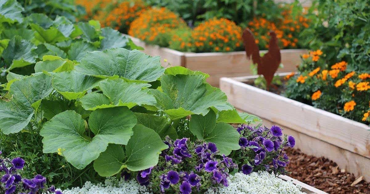pourquoi-les-jardiniers-devraient-toujours-planter-des-fleurs-a-cote-des-legumes