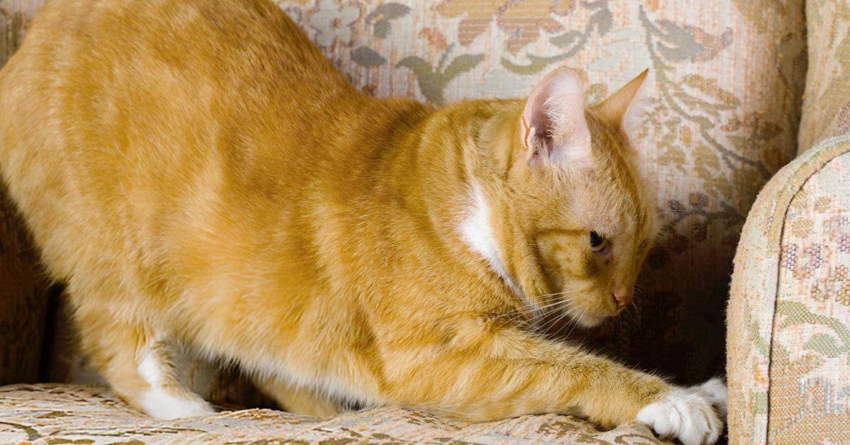 Pourquoi mon chat fait ses griffes sur les meubles ?