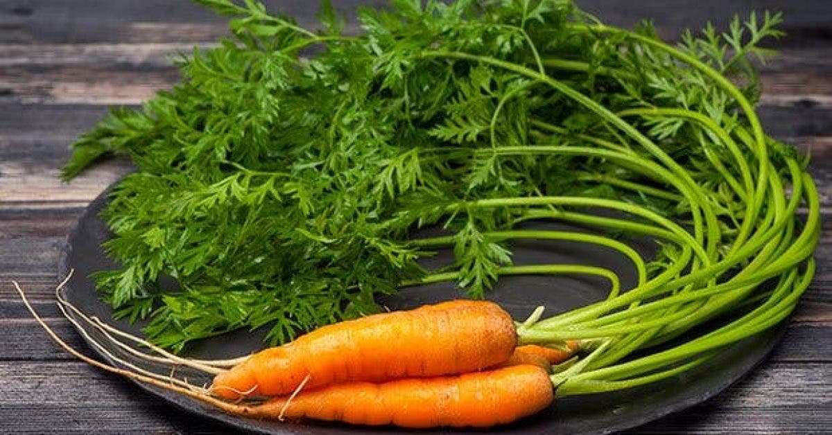 pourquoi vous ne jetterez plus les feuilles de carotte11
