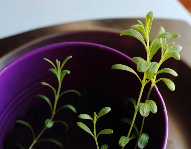 Cómo obtener y germinar semillas de lavanda sencillo y rápido 