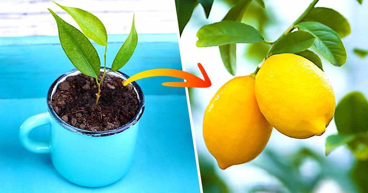 Comment planter un citron dans une tasse pour parfumer la maison