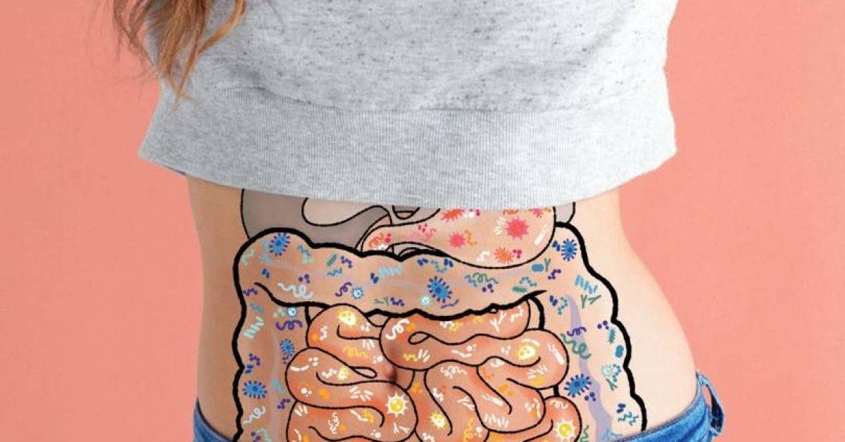 Équilibre intestinal : faut-il consommer des probiotiques ou des prébiotiques ?