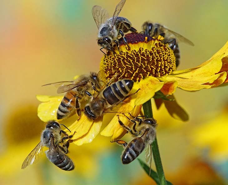 proliferación de abejas