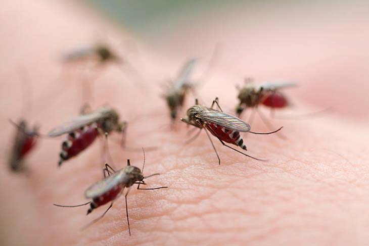 mosquito breeding