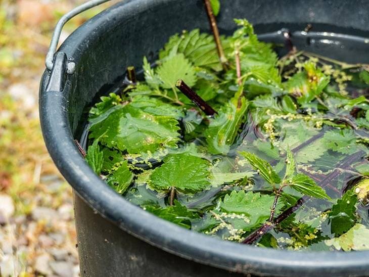 Purín de ortiga para el control ecológico de plagas