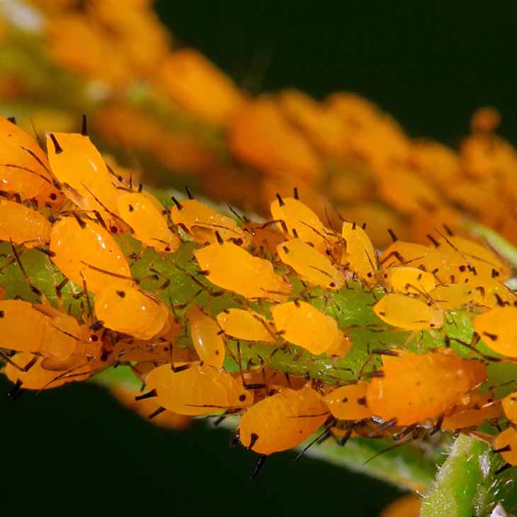 yellow aphids