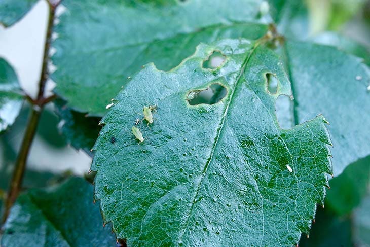 pucerons plantes