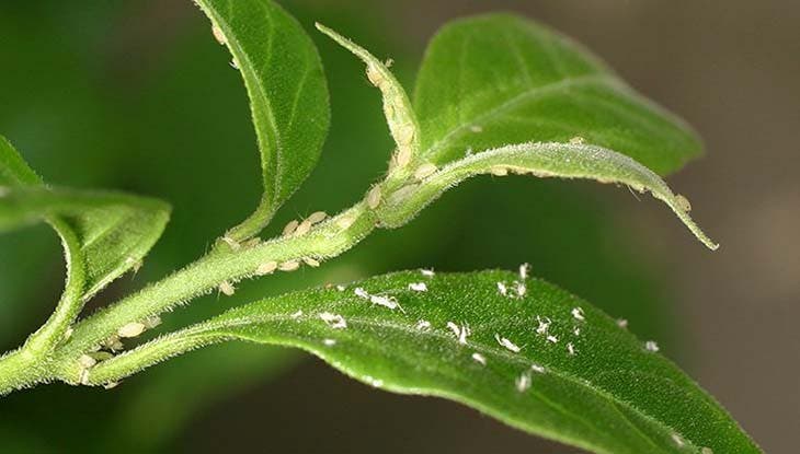 pulgones de las plantas