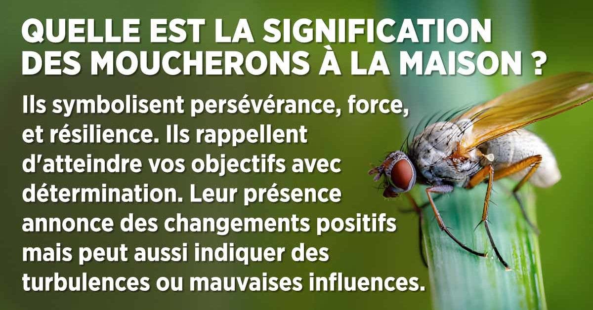 Quelle est la signification et la symbolique des moucherons à la maison ?