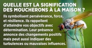 Quelle est la signification et la symbolique des moucherons à la maison ?
