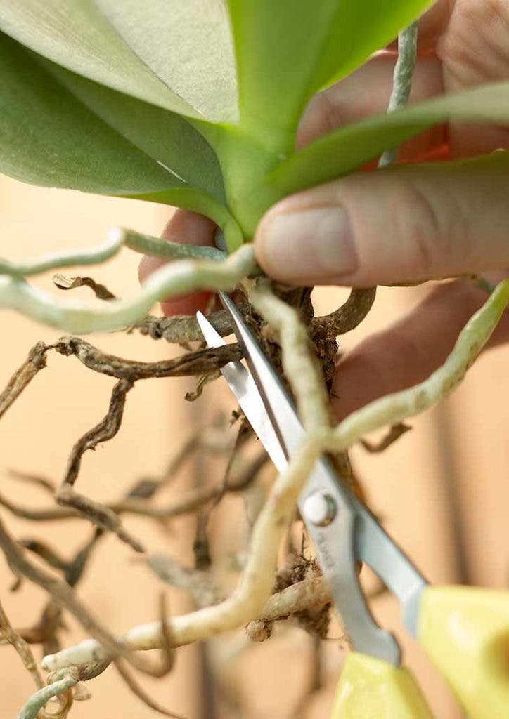 5 étapes pour sauver une orchidée mourante