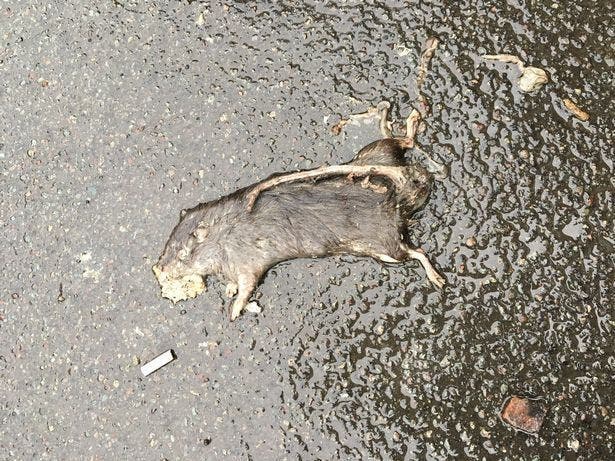 rat mort