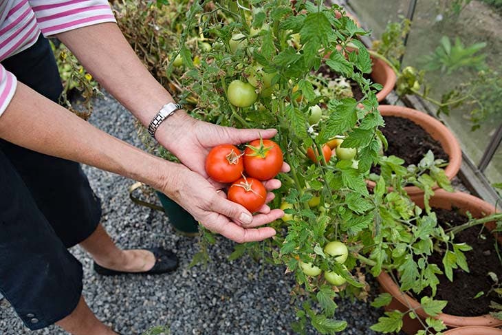 Récolter les tomates
