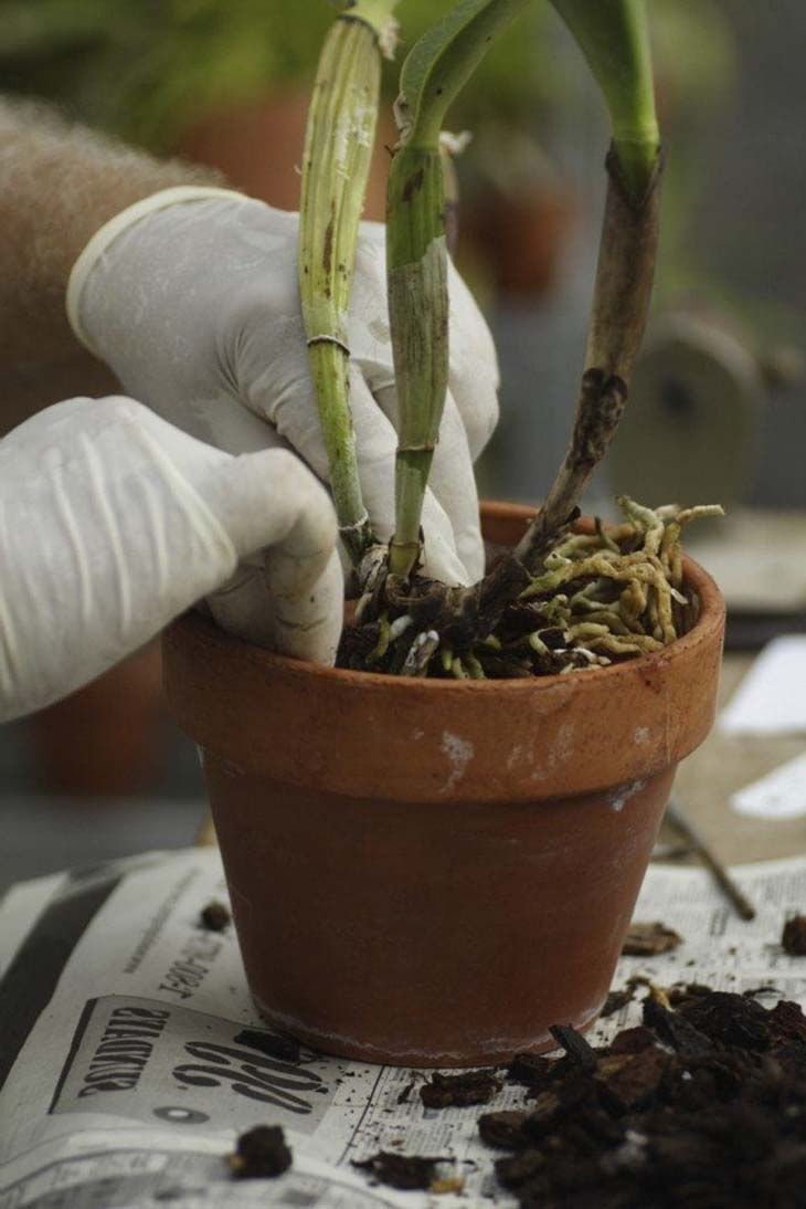 Rempoter une orchidée - source : spm Rempoter une orchidée - source : spm