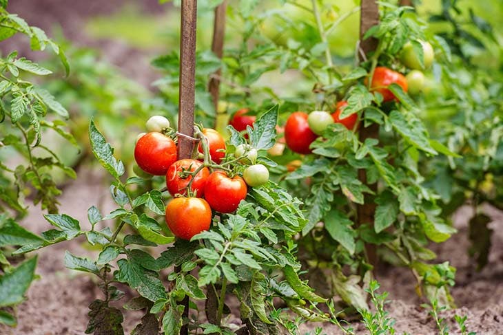 cultivo de tomate exitoso