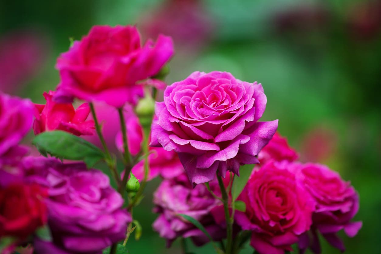 rosa Dekoration