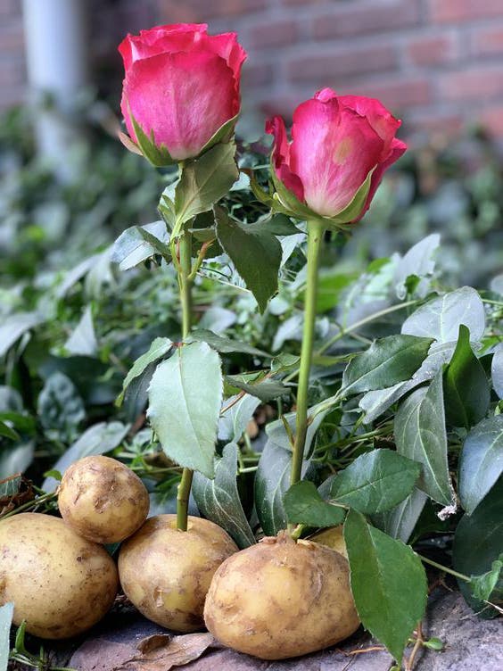 rosa patata