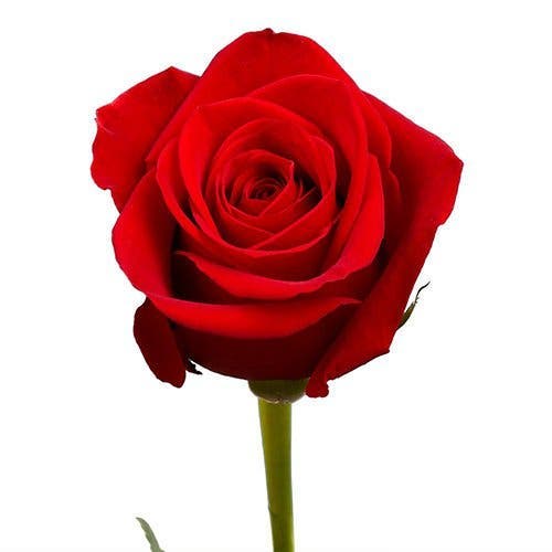 La rose que vous allez choisir va révéler de beaux secrets sur votre personnalité