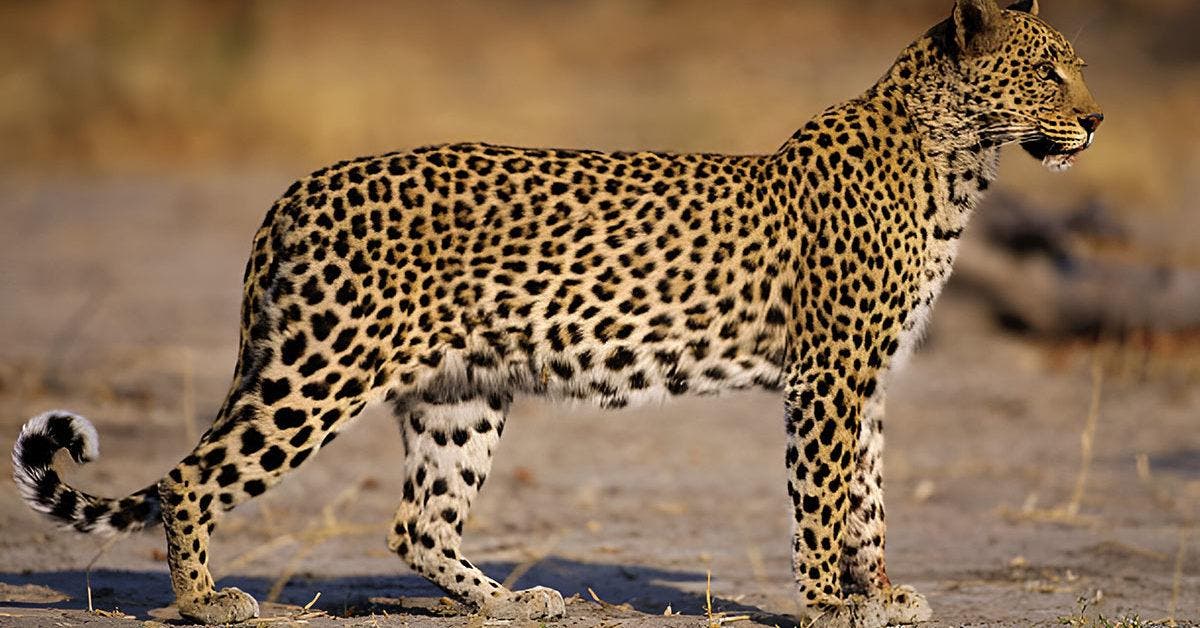 Rythmes de la jungle : L'amour entre panthères noires et jaguars