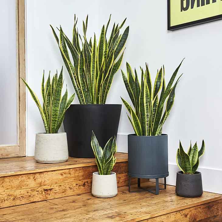 sansevieria casera