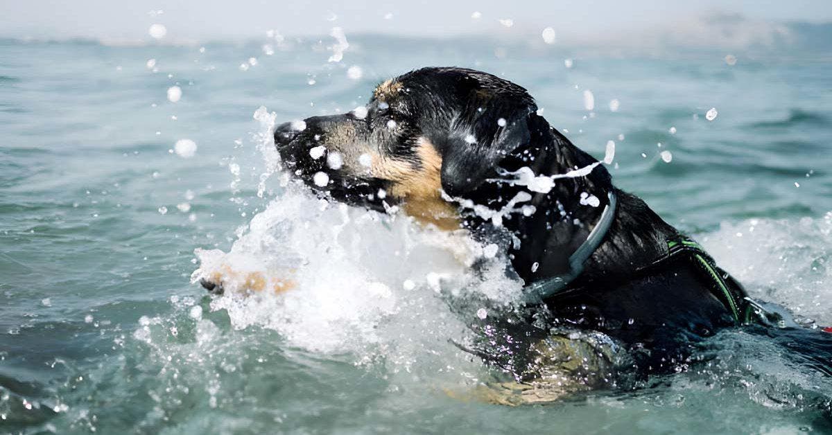 Sauvetage sensationnel : Meyer devient un héros des mers en sauvant un chien
