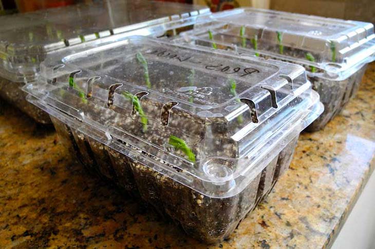 So verwandeln Sie Plastikboxen in Mini-Gewächshäuser, um Pflanzen anzubauen