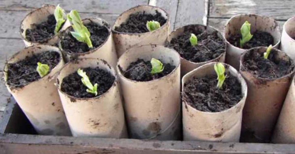 Why plant toilet paper rolls in the garden? Homemade