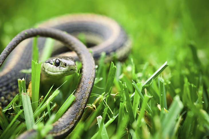 serpiente en el jardin