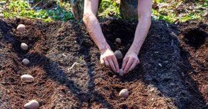 siteQuels plantes et légumes ne pas planter à côté de la pomme de terre __