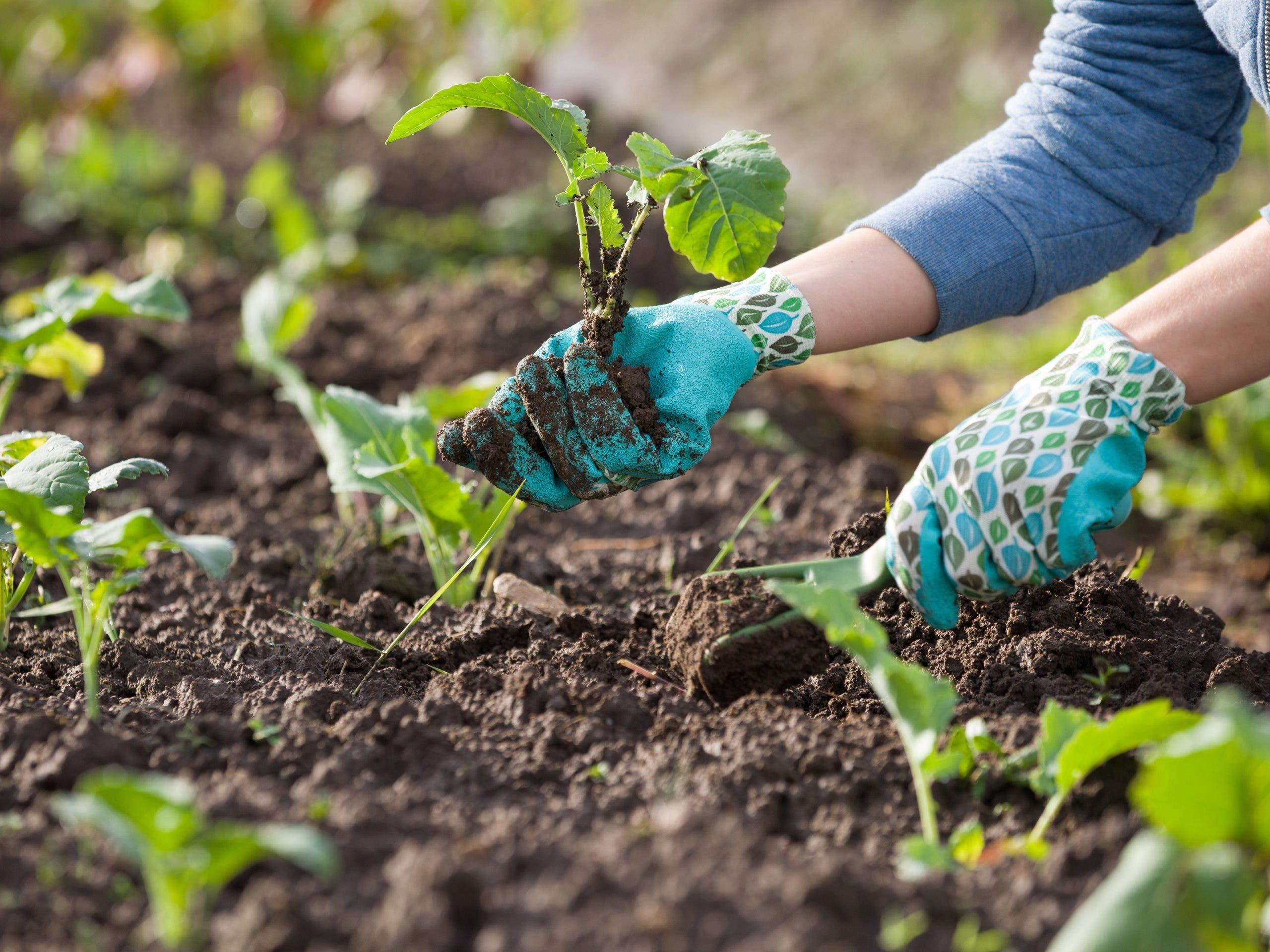 cuidado de las plantas a escala