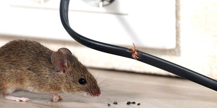mouse a filo elettrico