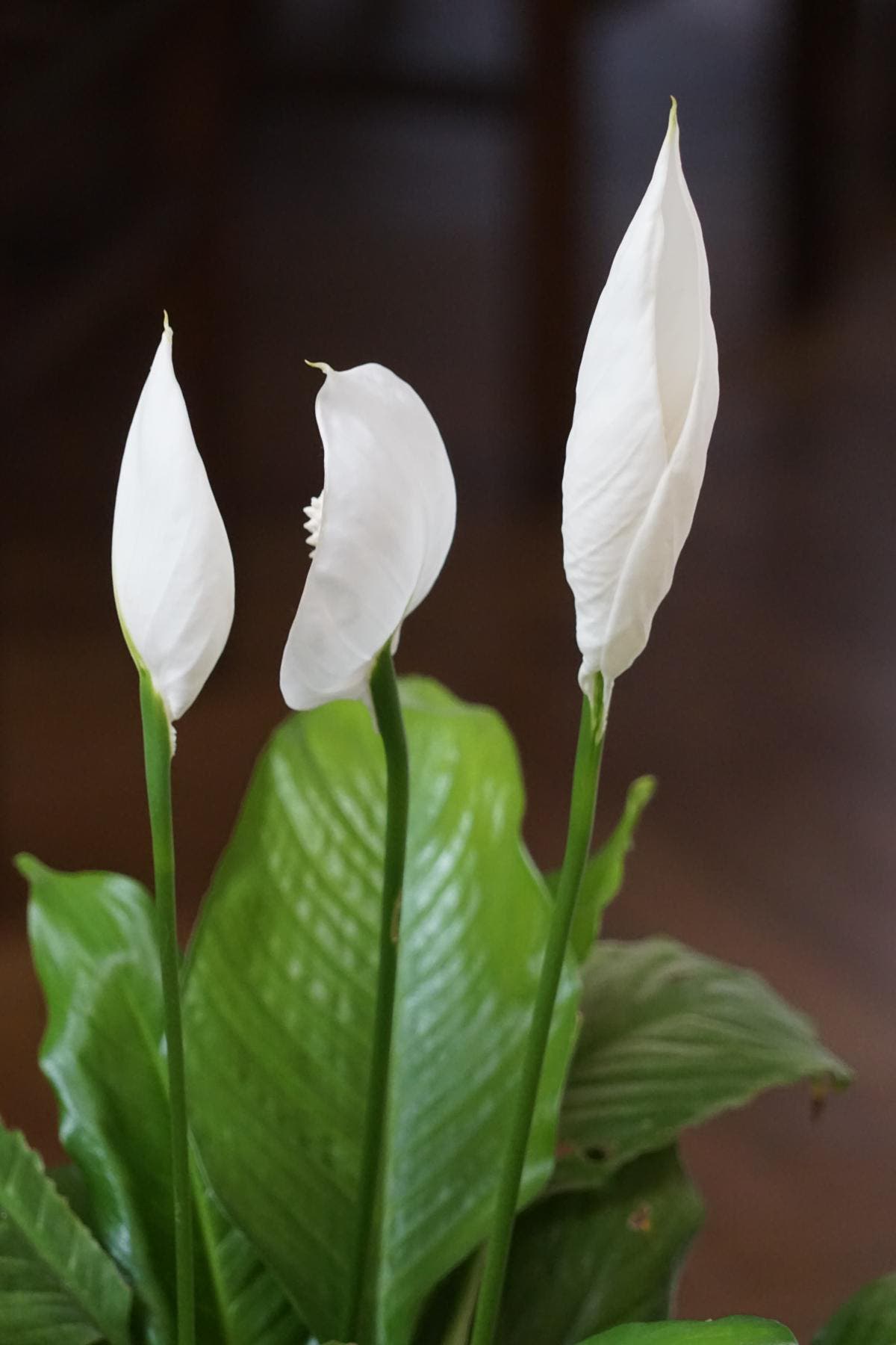 spathiphyllum