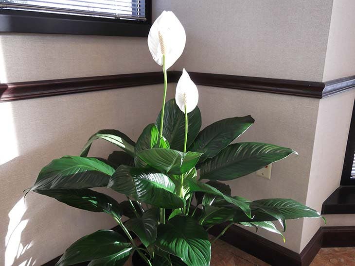 Une belle plante Une belle plante