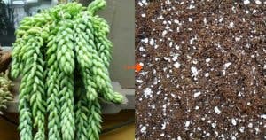 Comment faire un bon substrat maison pour succulentes (4 recettes)